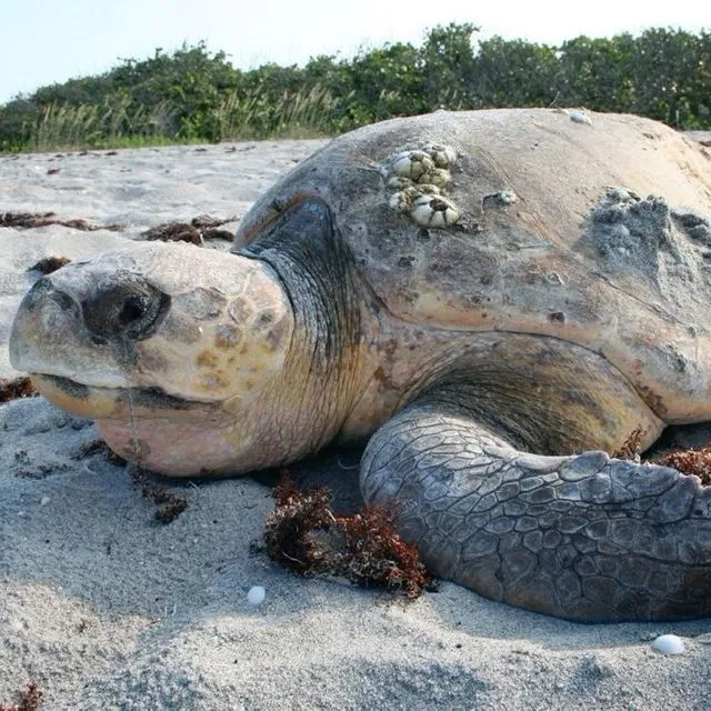 thumbnail for publication: A Guide to Nesting Sea Turtles in Florida